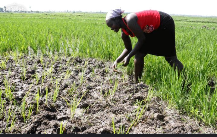 Nyawere Rice Farm - GCR